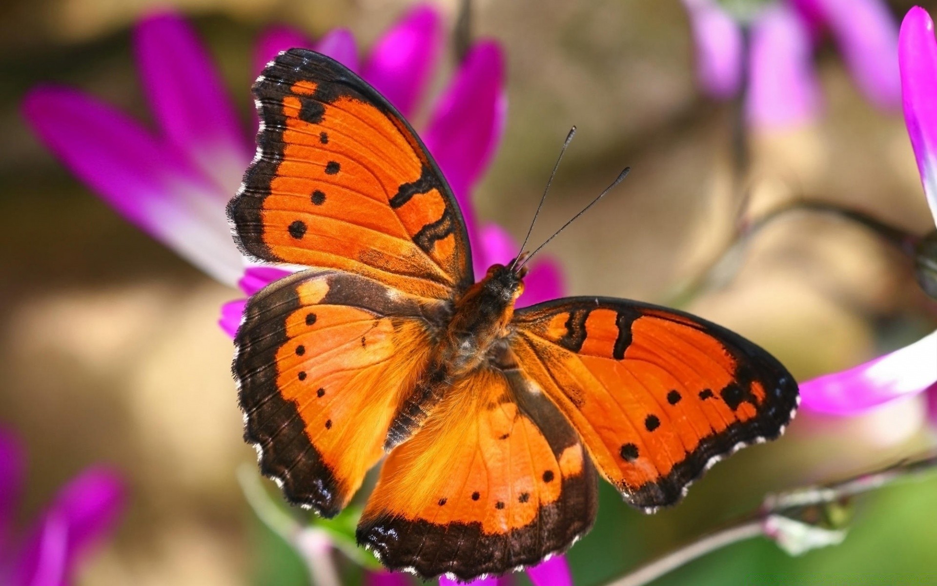 butterfly insect nature flower invertebrate outdoors garden summer color wildlife beautiful flora wing lepidoptera bright fly animal biology leaf