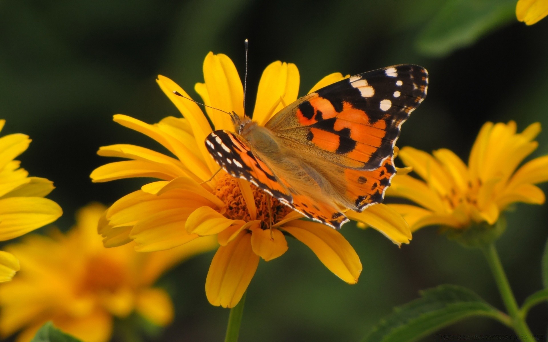 butterfly nature insect summer flower outdoors garden flora bright leaf pollen color fair weather delicate beautiful close-up wild nectar wildlife