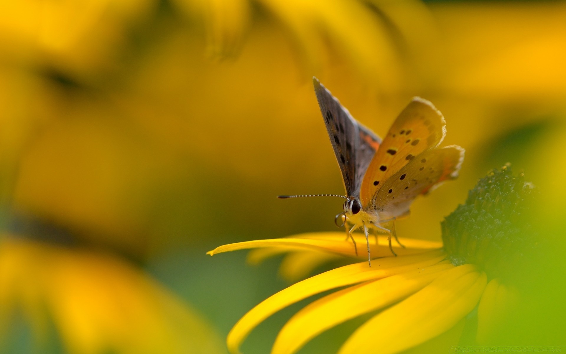 insectes nature papillon insecte fleur été lumineux à l extérieur couleur feuille flore jardin beau temps gros plan flou