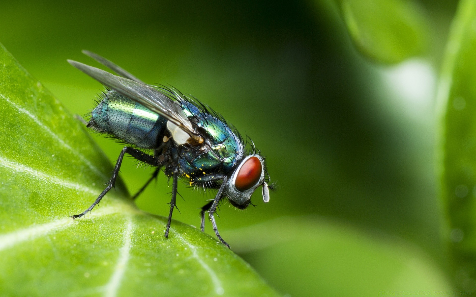 insects nature insect leaf fly outdoors little wildlife animal