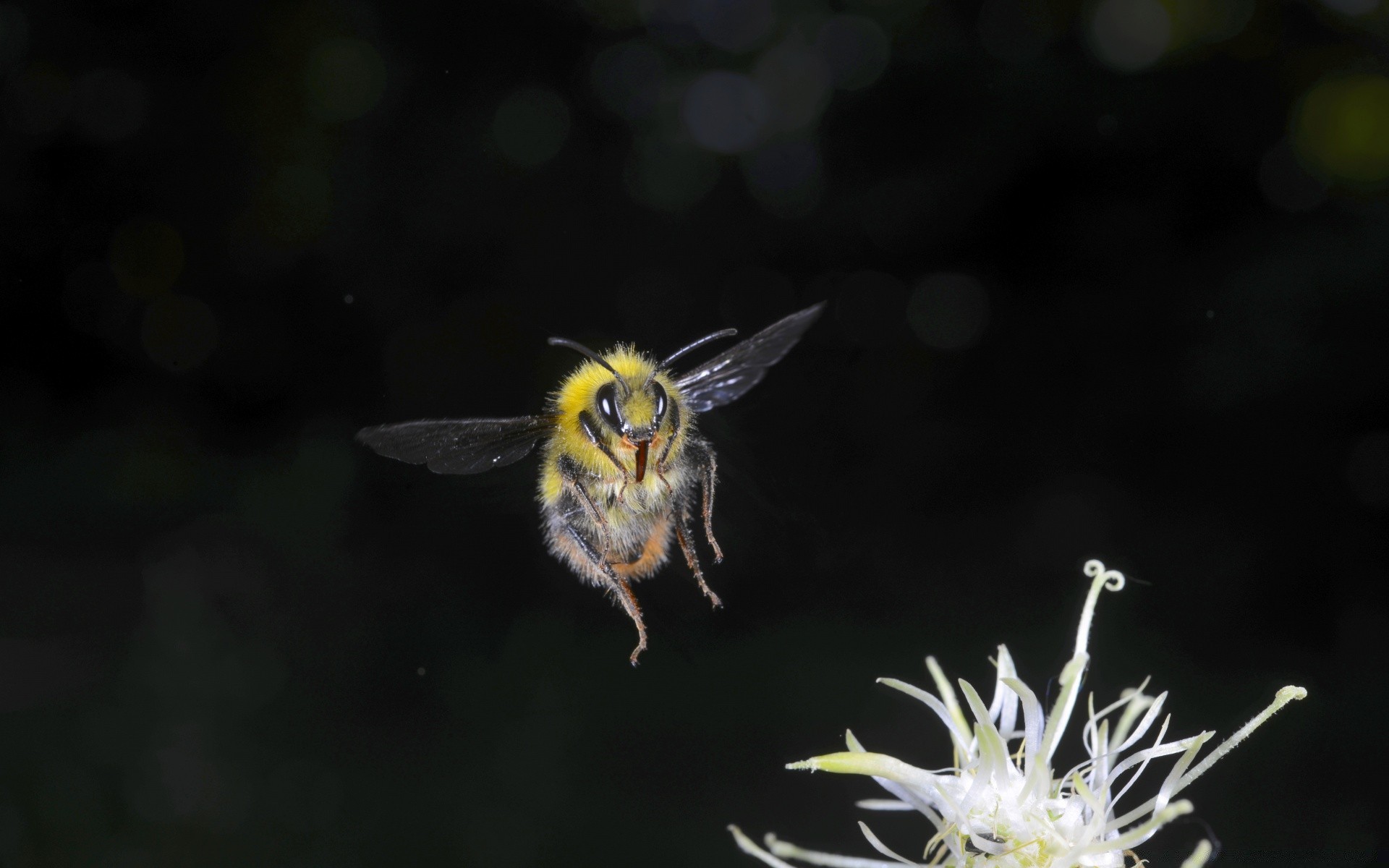 insectes insecte la nature la faune à l extérieur abeille fleur animal invertébré papillon sauvage jardin aile