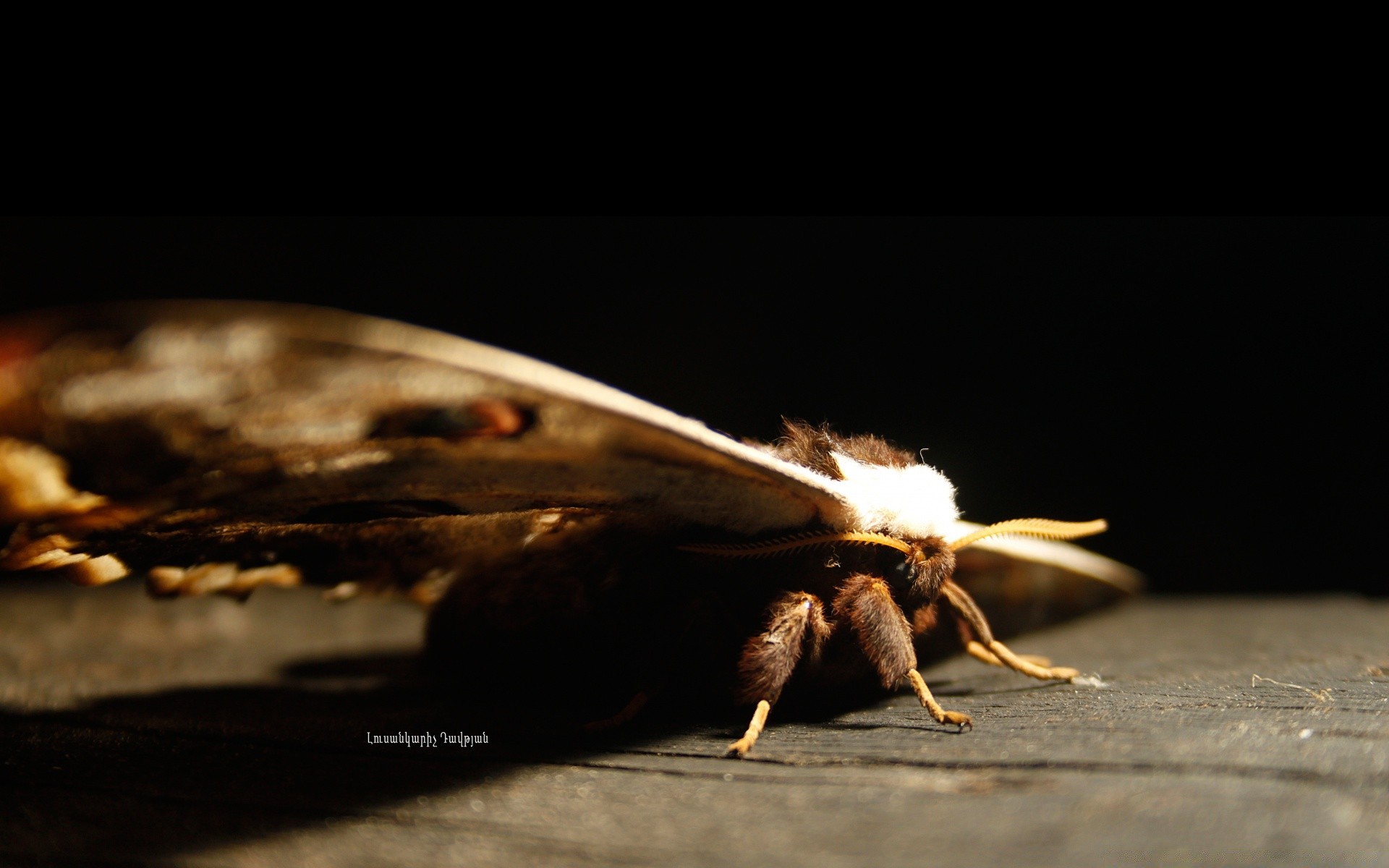 insectes insecte nature sombre invertébrés unique la faune bois