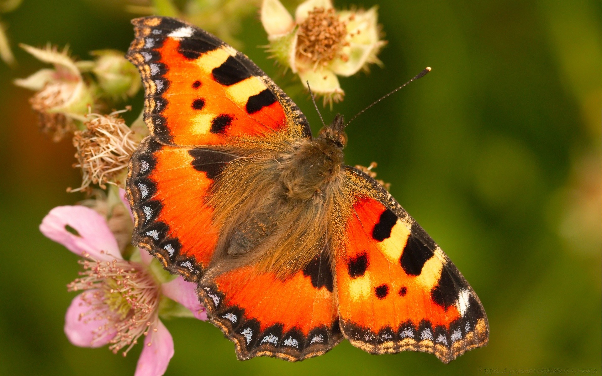 papillon nature insecte été fleur