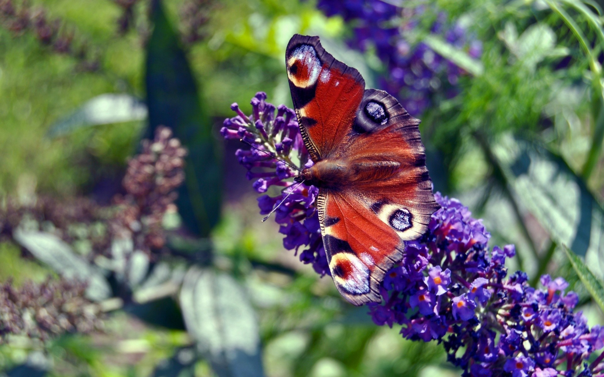 mariposa naturaleza flor insecto al aire libre jardín flora verano hoja color vida silvestre salvaje animal ala hermoso delicado invertebrados floral monarca