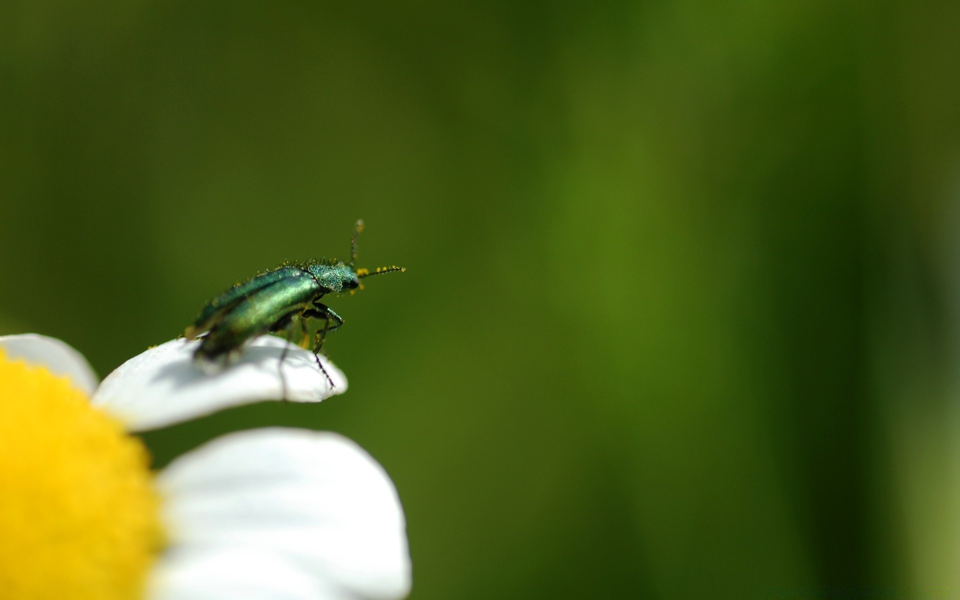 insectos naturaleza insecto hoja desenfoque verano al aire libre vida silvestre poco