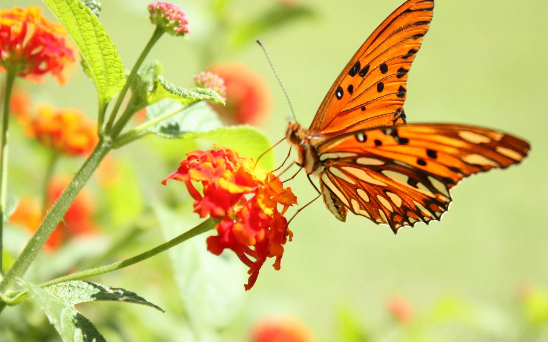 kelebek doğa böcek yaz açık havada çiçek yaprak flora parlak yaban hayatı bahçe narin güzel renk tropikal vahşi biyoloji kanat güzel hava