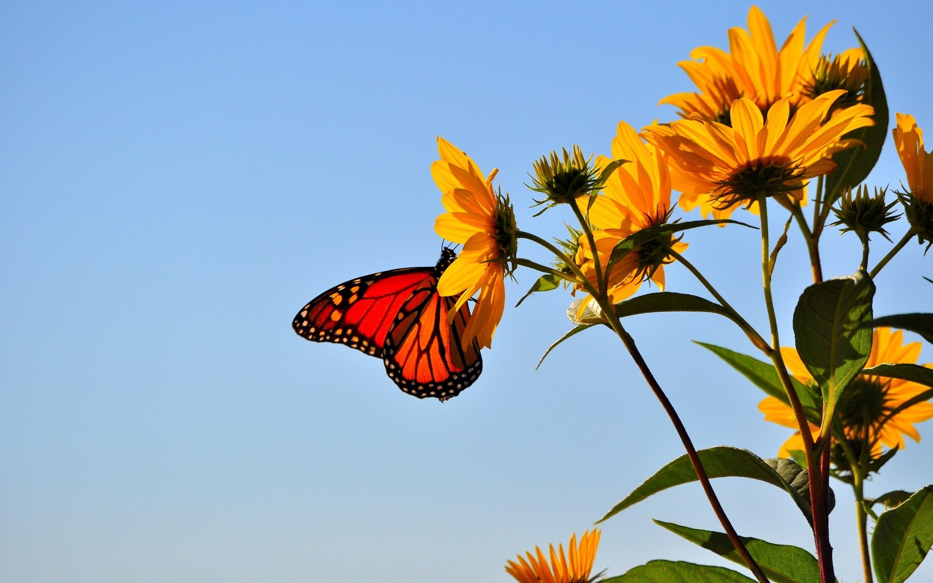 insects butterfly nature insect summer outdoors flower fair weather sun bright color beautiful sunflower