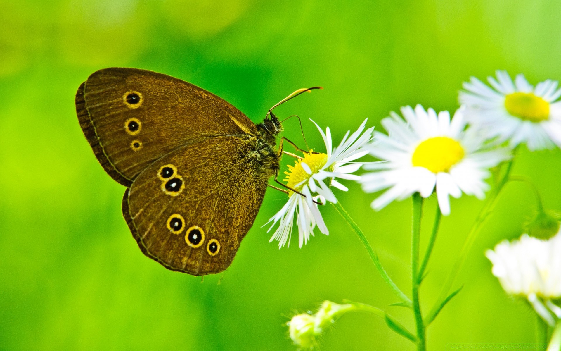 schmetterling natur insekt sommer blatt im freien flora