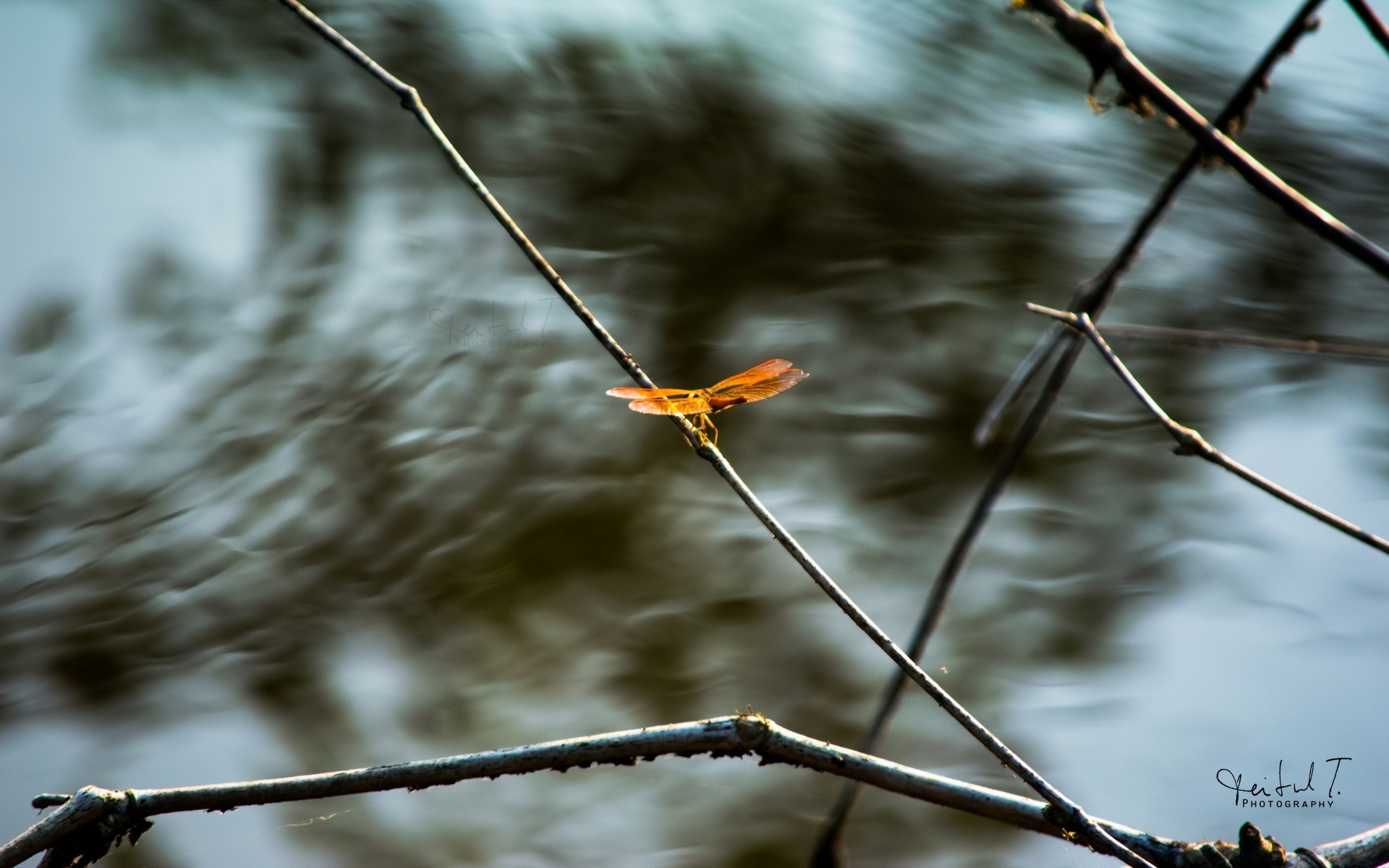 insects nature outdoors tree winter branch sky bird wood dawn park fair weather leaf