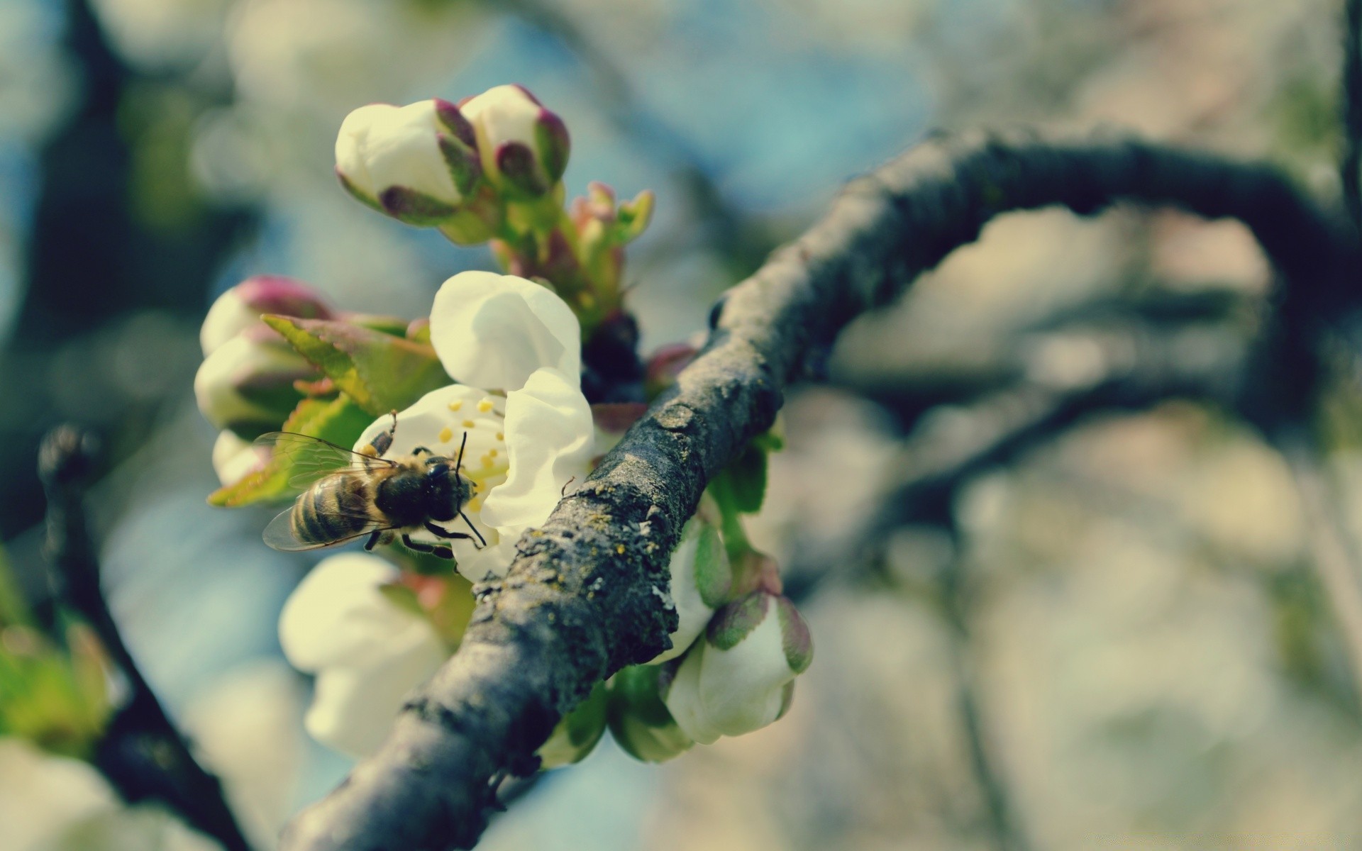 insects flower tree nature outdoors garden flora leaf branch apple fruit insect summer blooming