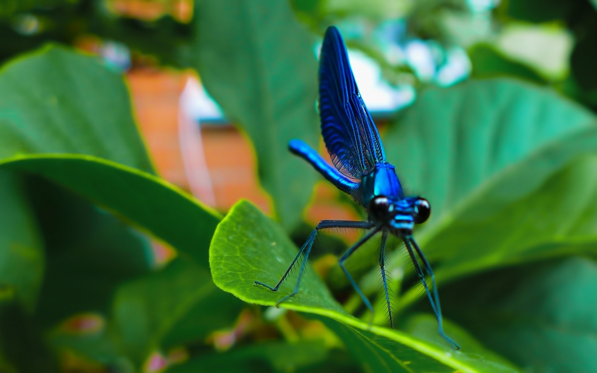 insetos natureza folha inseto verão ao ar livre vida selvagem jardim tropical flora biologia invertebrados ambiente borboleta