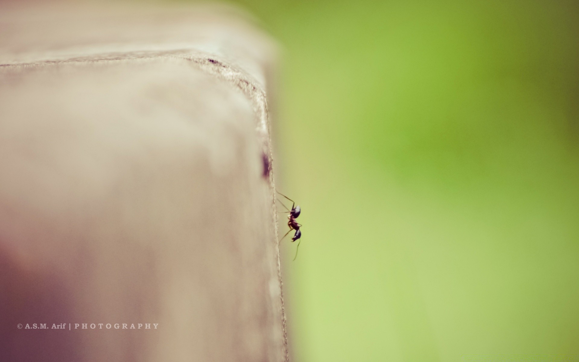 insetos inseto natureza borrão aranha verão pequeno