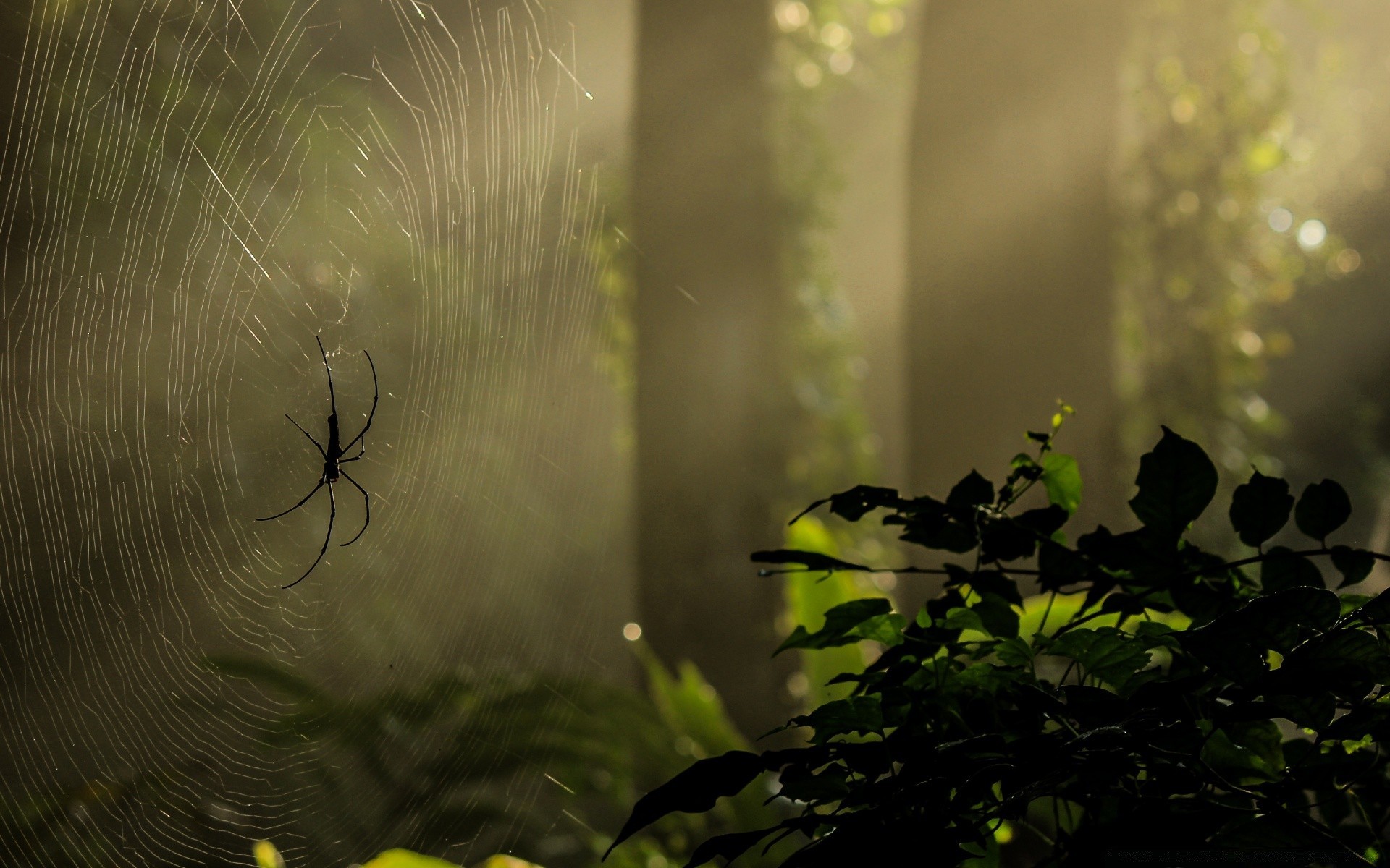 insects spider insect nature garden animal bird water desktop blur color wildlife flower beautiful flora light leaf wood tree close-up summer