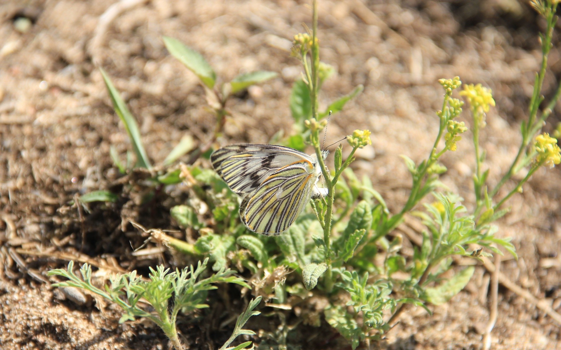 insekten natur im freien sommer insekt schmetterling flora blatt umwelt wenig garten boden boden wild schließen ökologie gutes wetter blume biologie tierwelt