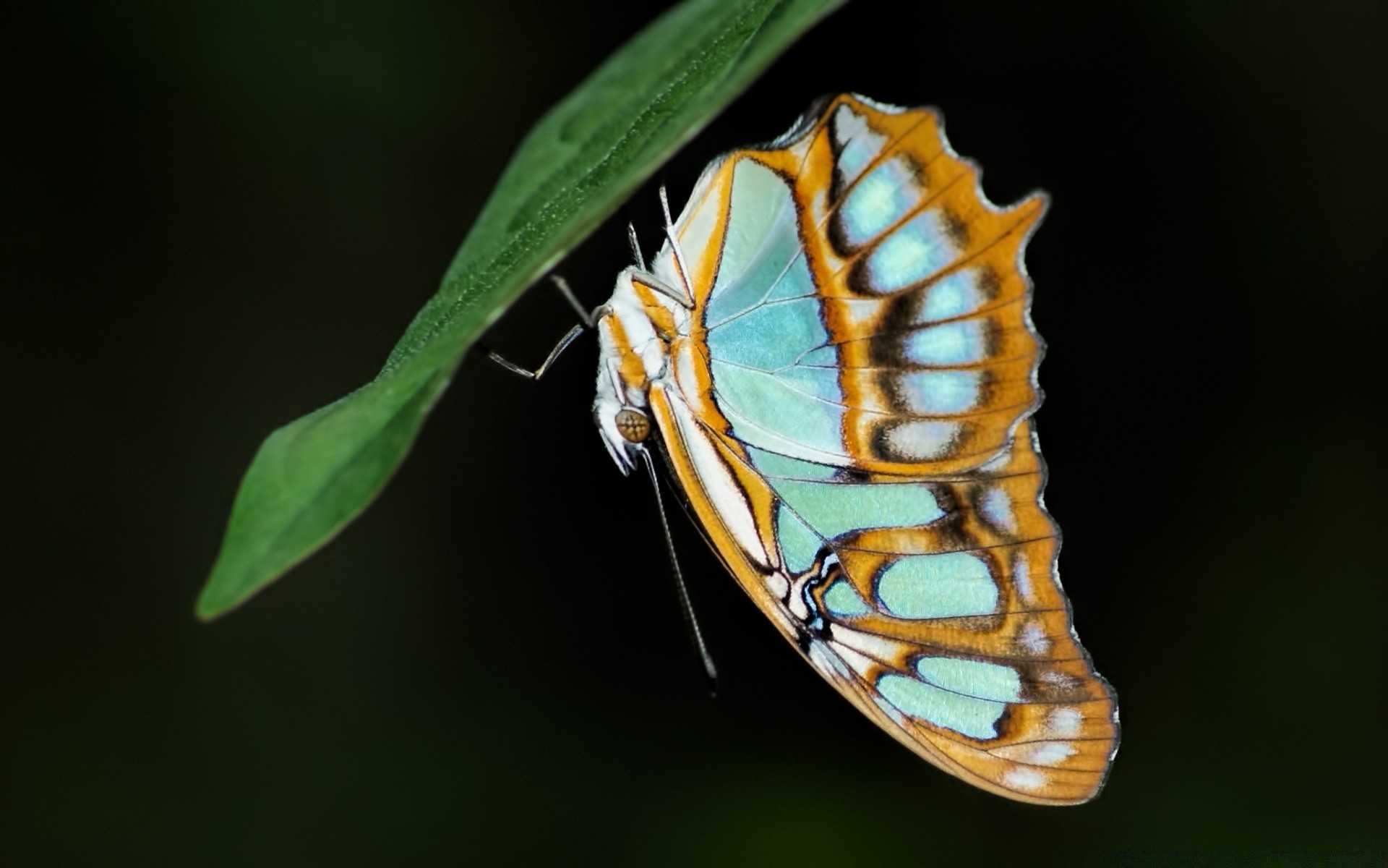 insectes invertébrés insecte papillon la nature la faune la biologie à l extérieur un papillon animal