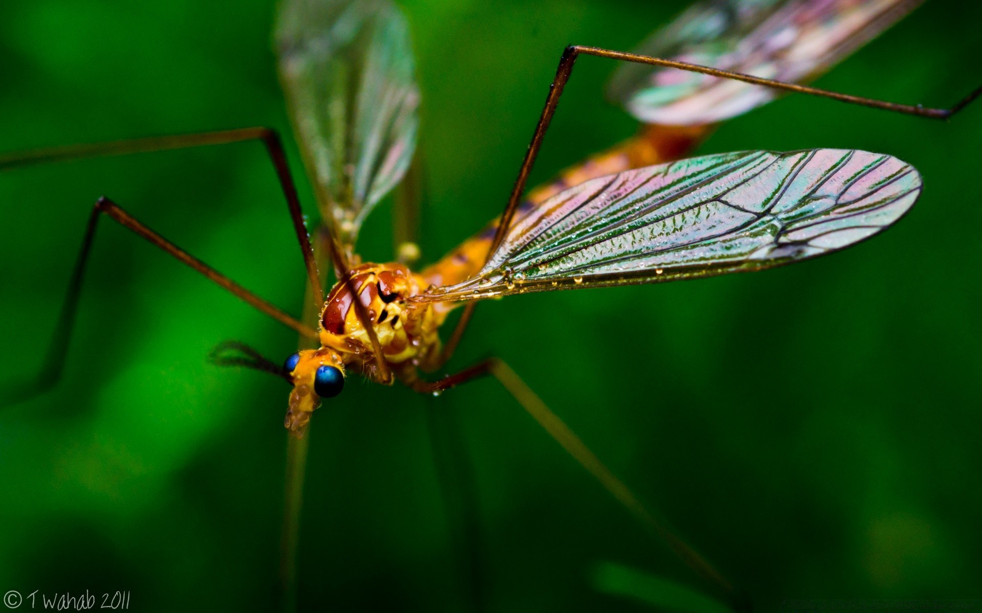 insectes insecte nature antenne mouche invertébrés libellule faune entomologie animal à l extérieur aile moustique pest gros plan abdomen biologie feuille jardin sauterelle