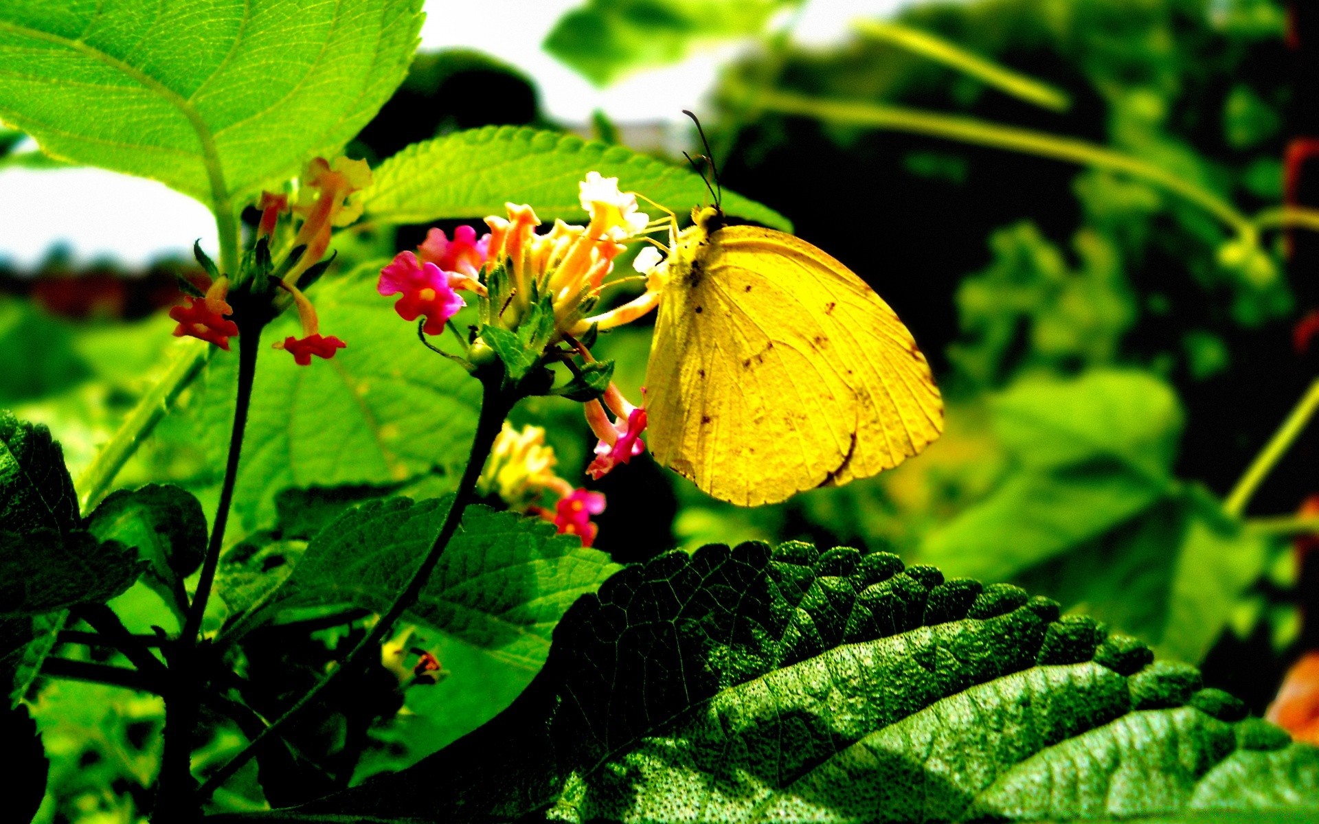 butterfly nature summer leaf insect flora garden flower outdoors color bright beautiful fair weather close-up season floral little biology wild