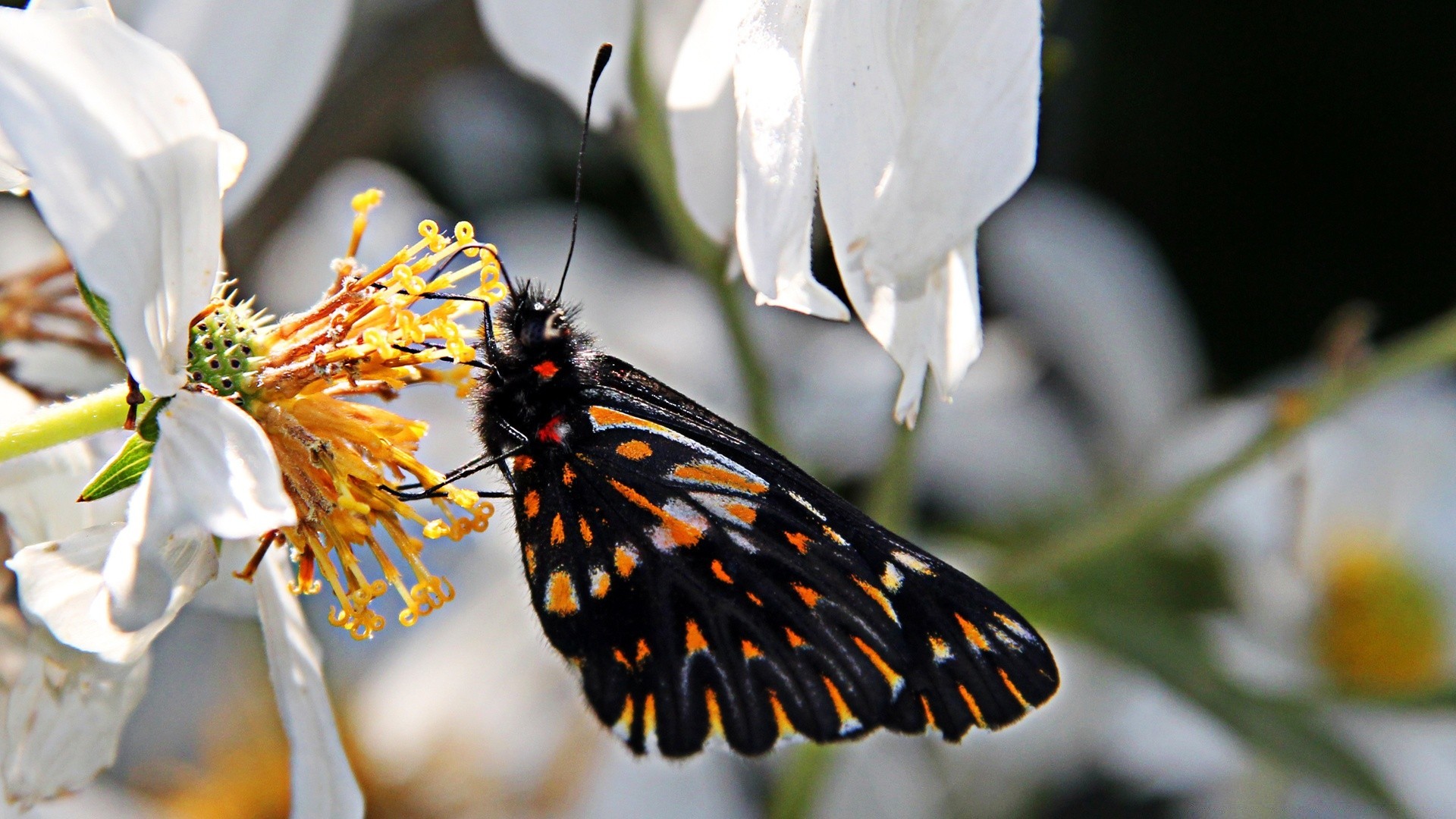 butterfly nature flower insect flora outdoors garden leaf close-up color delicate bright summer beautiful