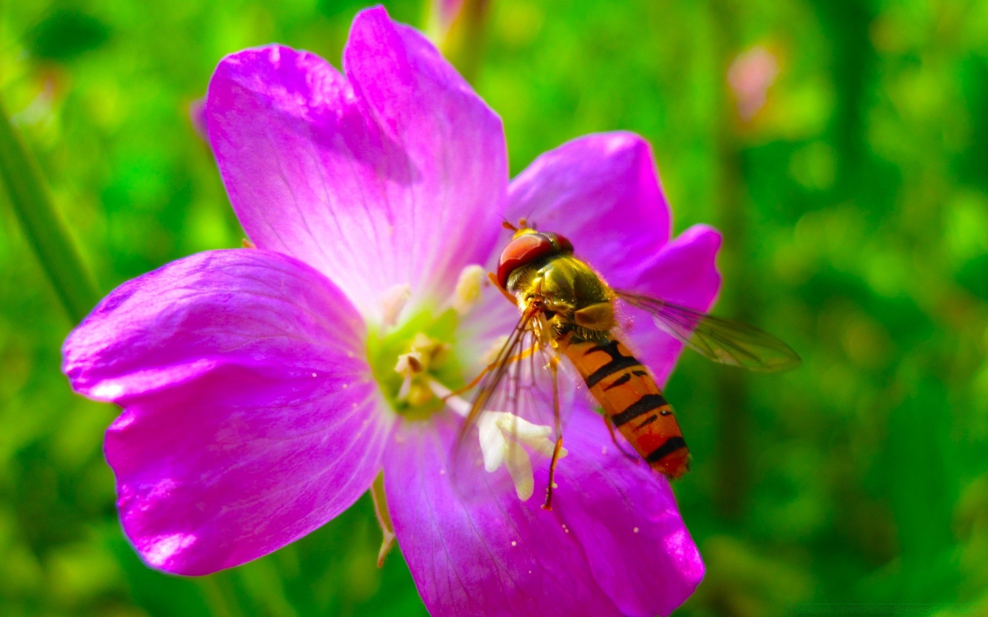 insectos naturaleza flor verano insecto hoja flora jardín polen brillante abeja pétalo