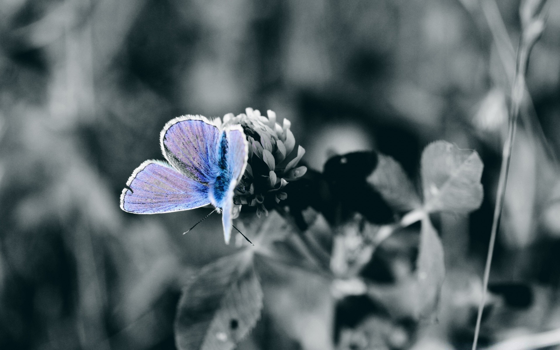 böcekler doğa çiçek kelebek yaz yaprak flora bahçe renk güzel açık havada parlak yakın çekim ışık böcek çiçek çimen