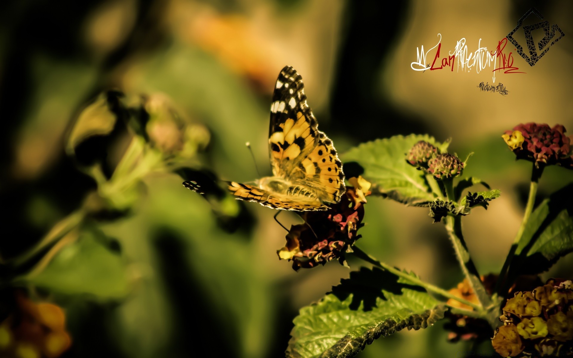 insectos mariposa naturaleza insecto al aire libre hoja verano vida silvestre flor invertebrados jardín flora delicado