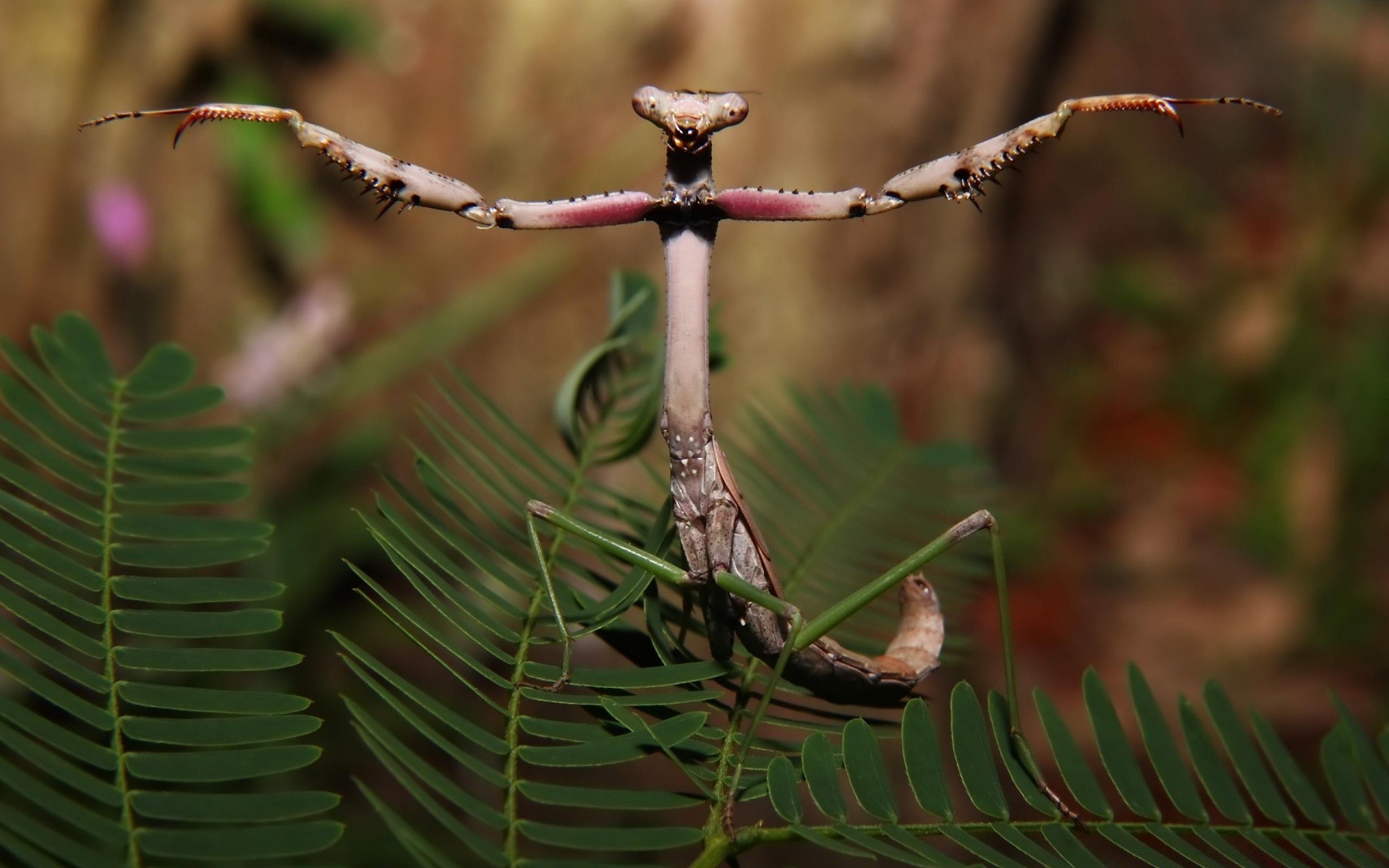 insetti foglia natura insetto invertebrati all aperto albero flora fauna selvatica uccello crescita