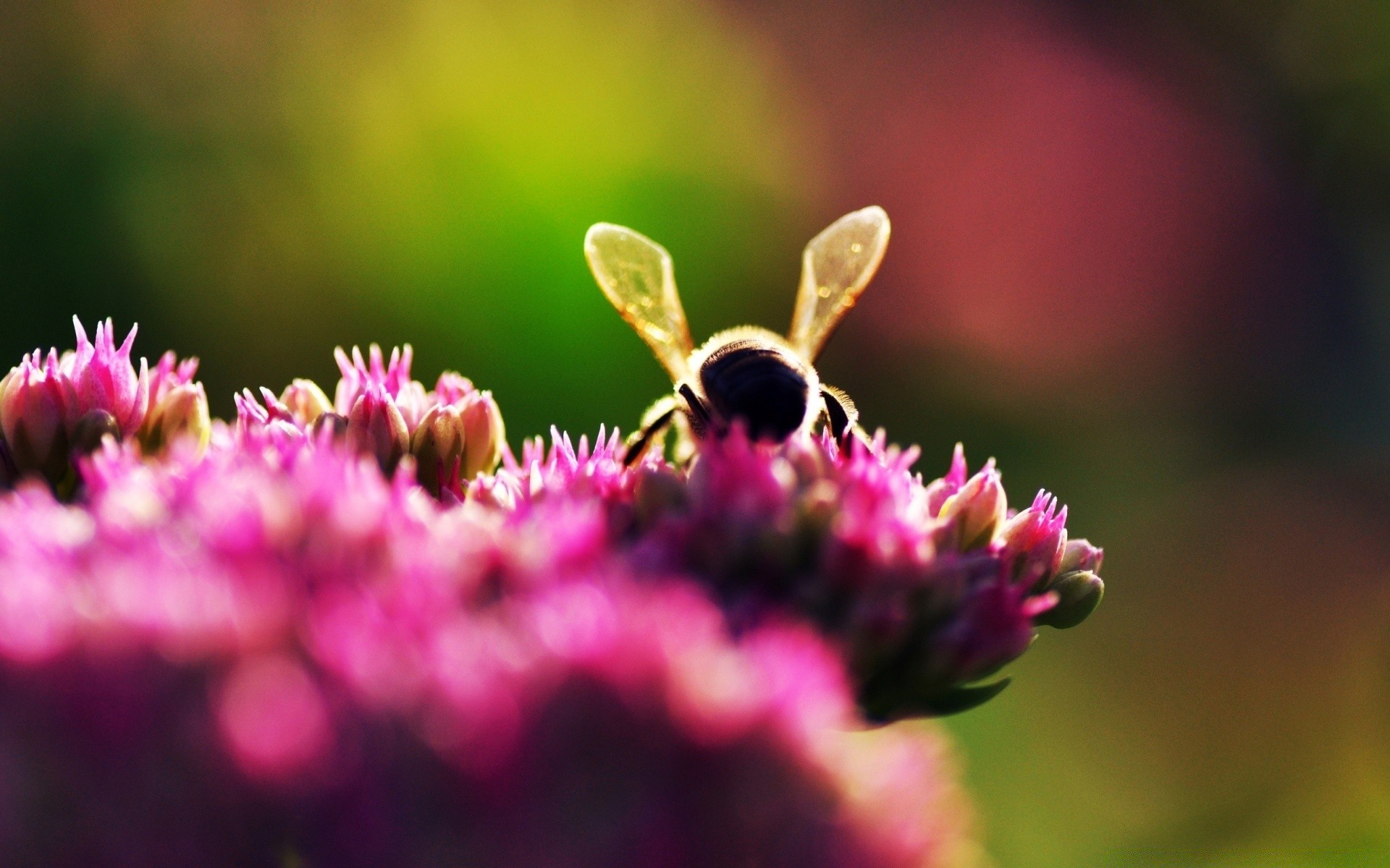 insects nature flower insect garden summer flora leaf outdoors color close-up butterfly blur wild beautiful petal grass bright blooming