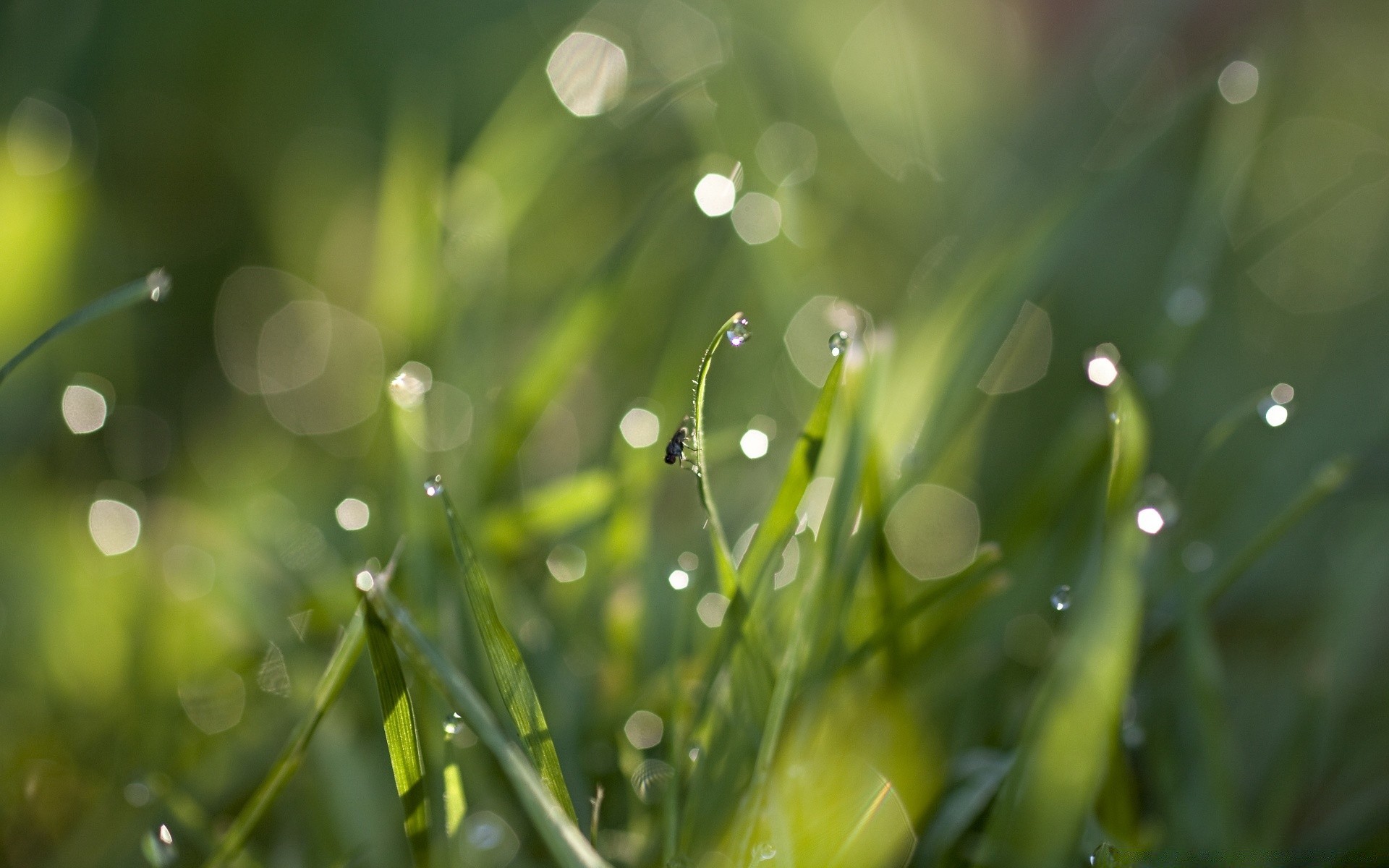 insects dew rain drop droplet nature leaf garden flora dawn purity wet freshness raindrop grass summer lawn growth water lush