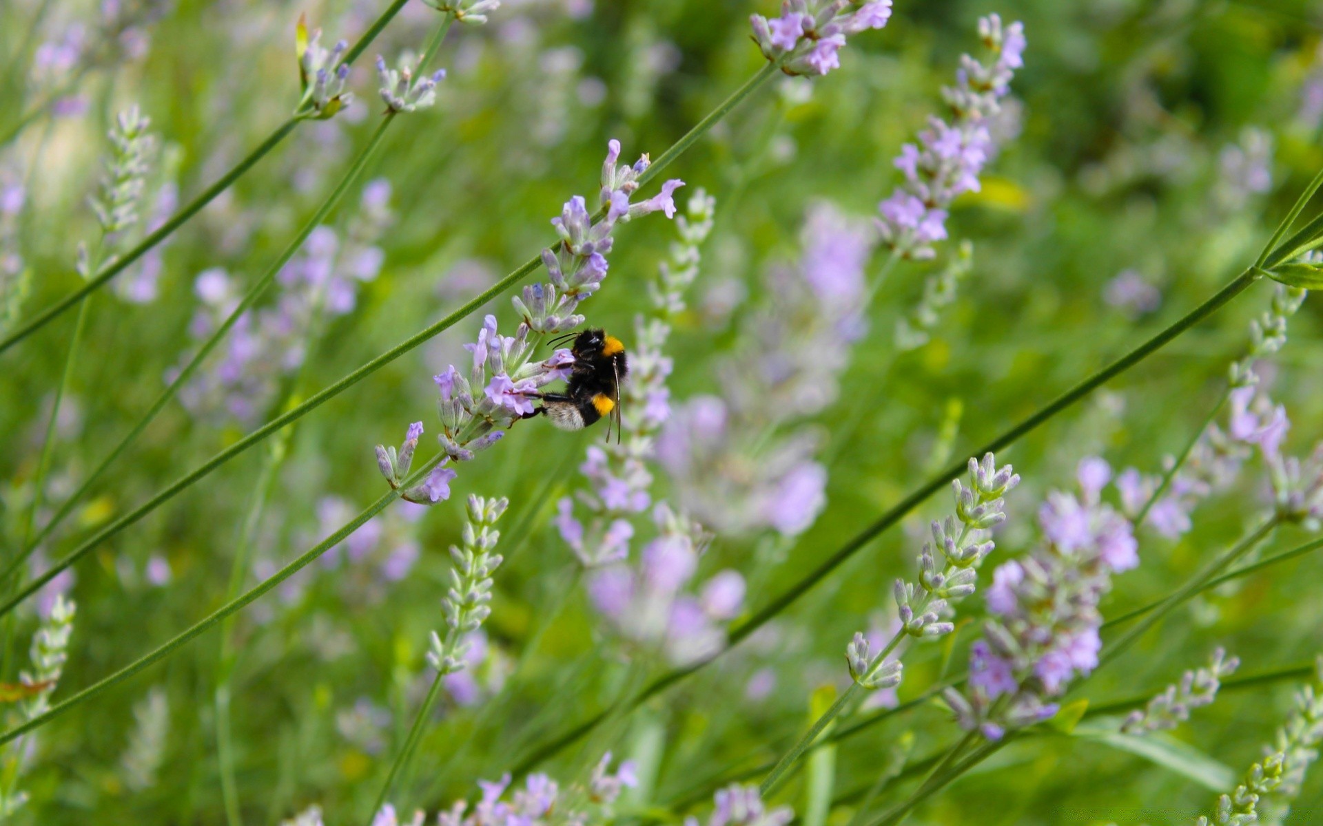 insectos naturaleza flor verano flora hoja hierba jardín hierba campo insecto salvaje hierba heno al aire libre perfume primer plano blooming buen tiempo rural