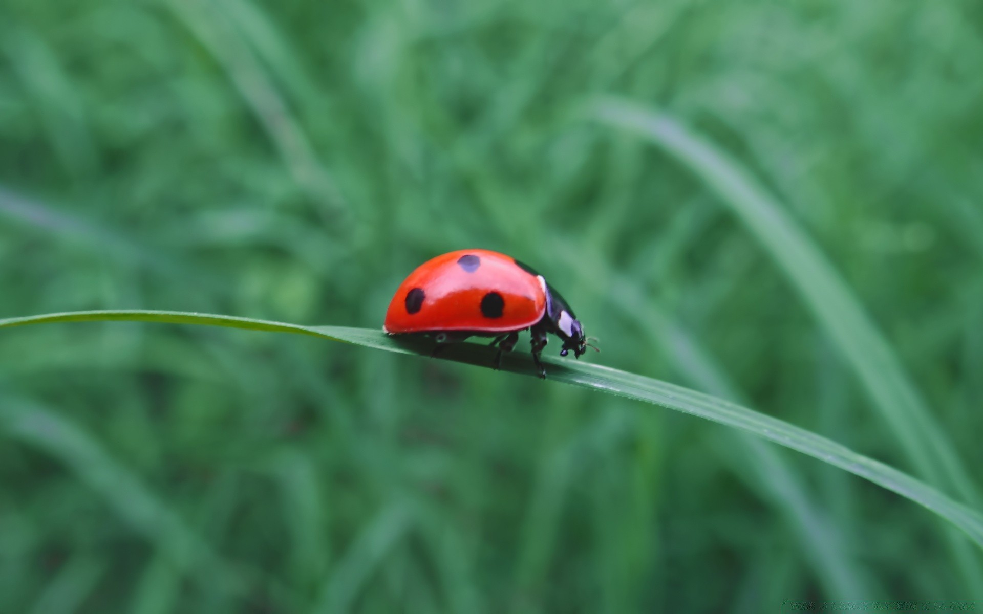 insects grass ladybug flora summer nature leaf garden insect growth biology environment hayfield blade beetle lawn harmony ecology bright environmental