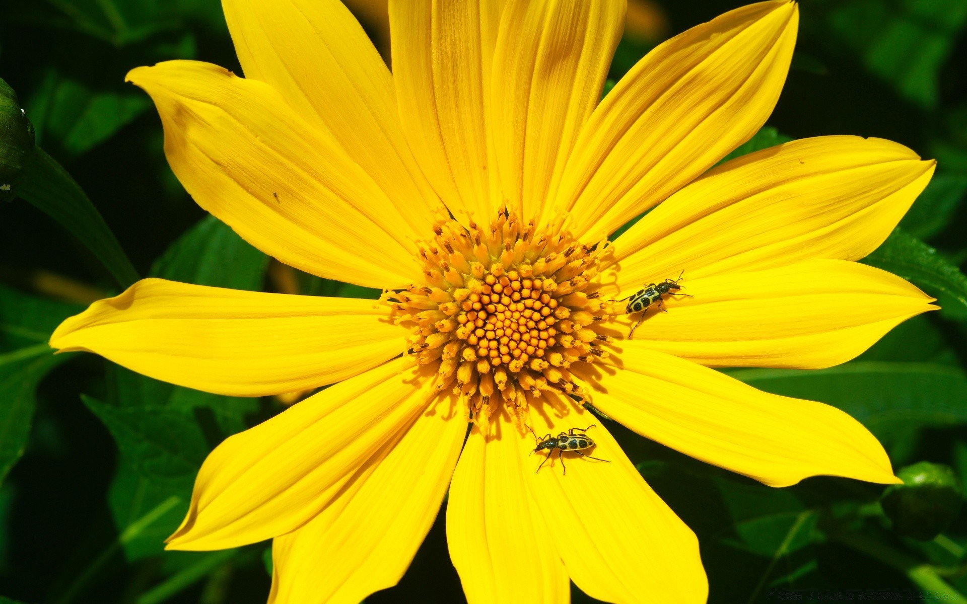 insectos naturaleza flora flor verano hoja jardín brillante crecimiento pétalo floral color bluming hermoso polen