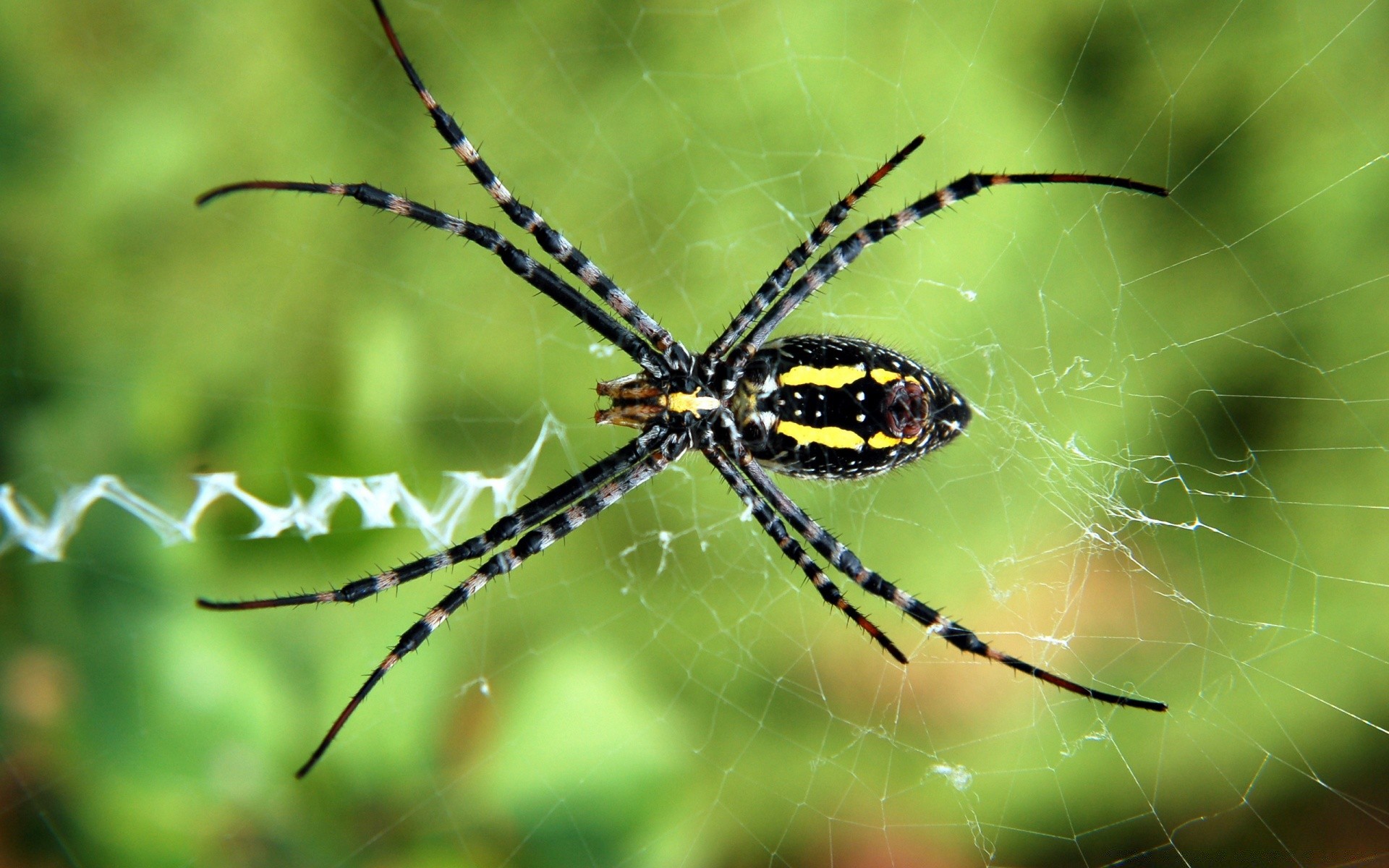 insetti ragno aracnide insetto ragnatela ragnatela trappola web raccapricciante natura spaventoso animale fobia fauna selvatica peloso invertebrati paura veleno desktop primo piano