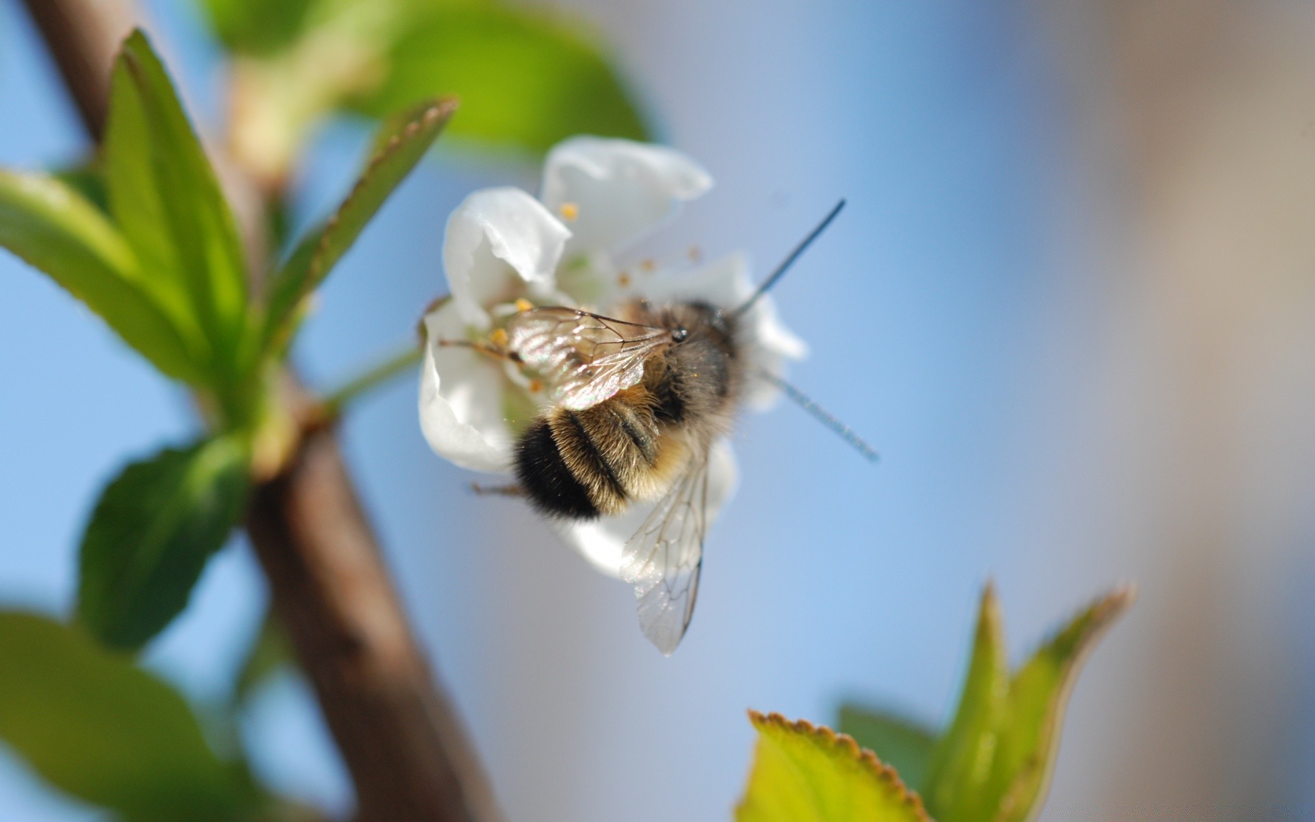 insekten insekt natur biene blume im freien blatt pollen sommer bestäubung honig flora unschärfe