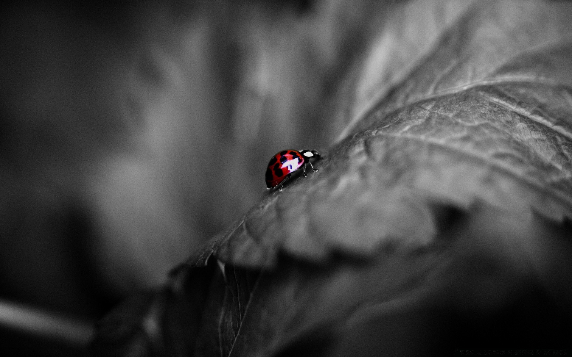 insects insect monochrome ladybug spider rain dof nature beetle light blur dark leaf one