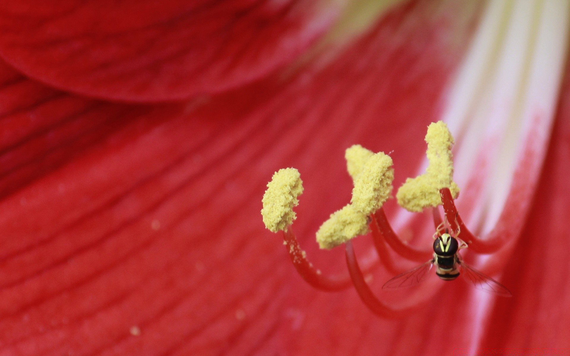 insects flower nature color garden desktop close-up summer bright flora leaf