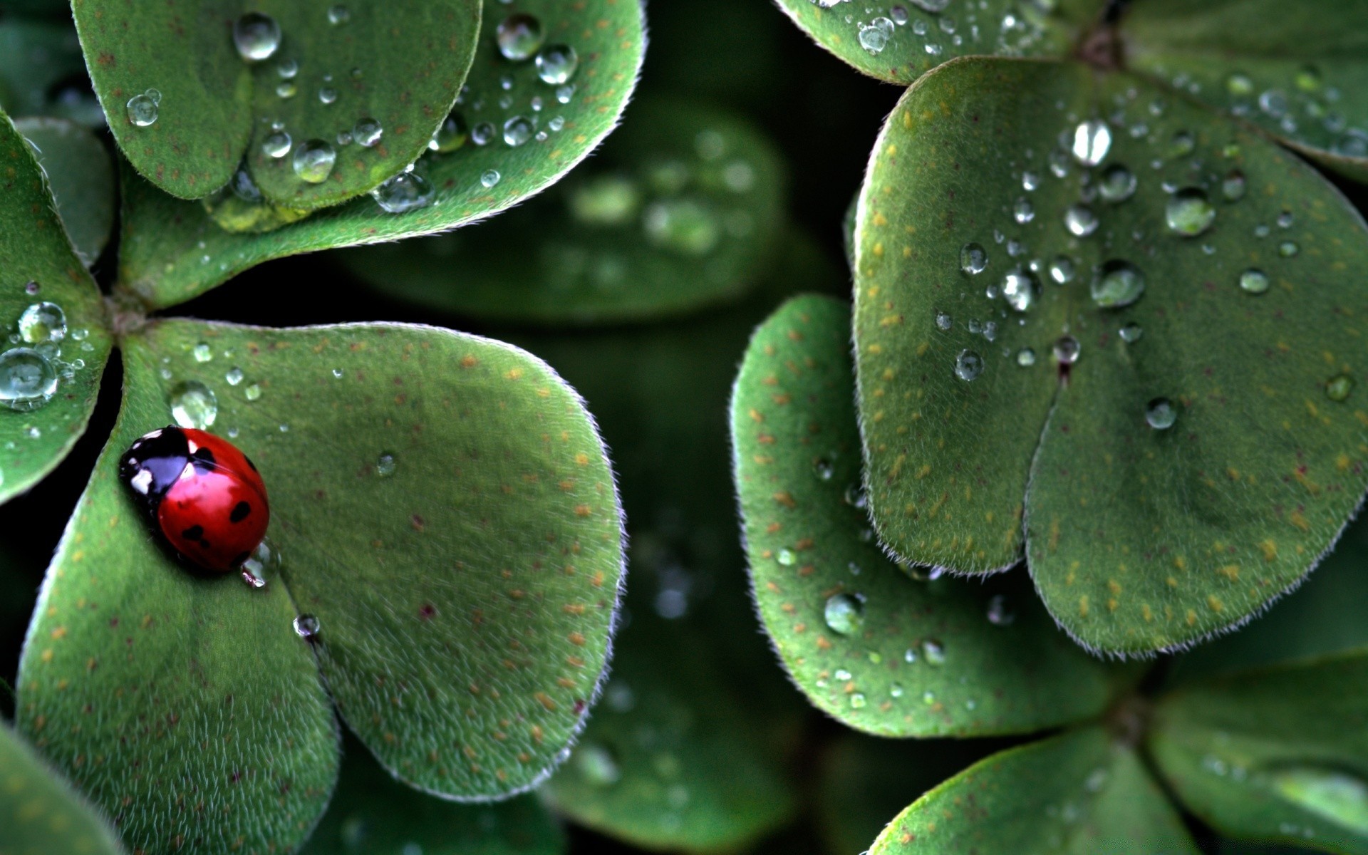 insetti foglia flora natura pioggia caduta rugiada giardino ambiente fiore