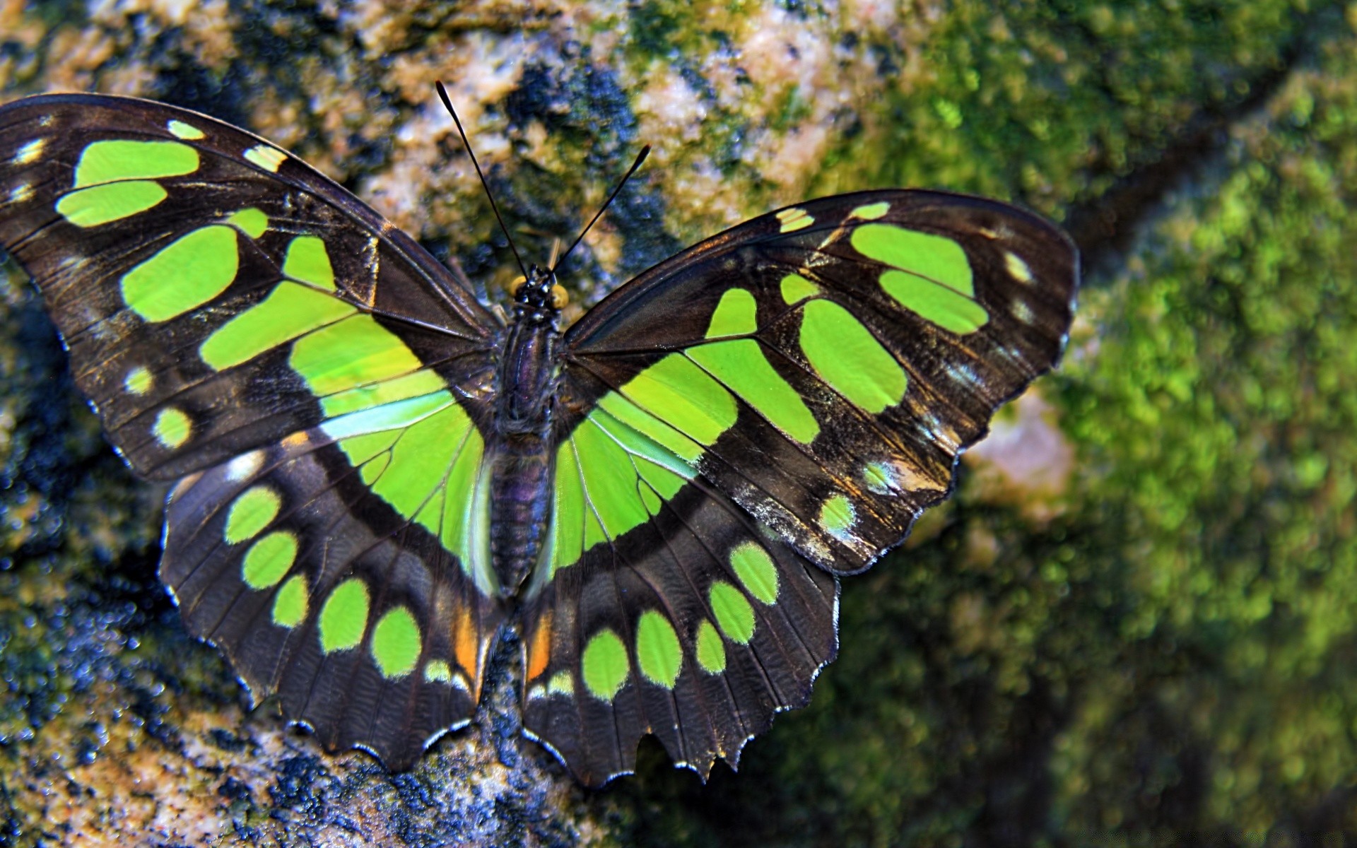 insects butterfly insect nature wing wildlife invertebrate animal outdoors summer color lepidoptera garden beautiful fly environment flora biology