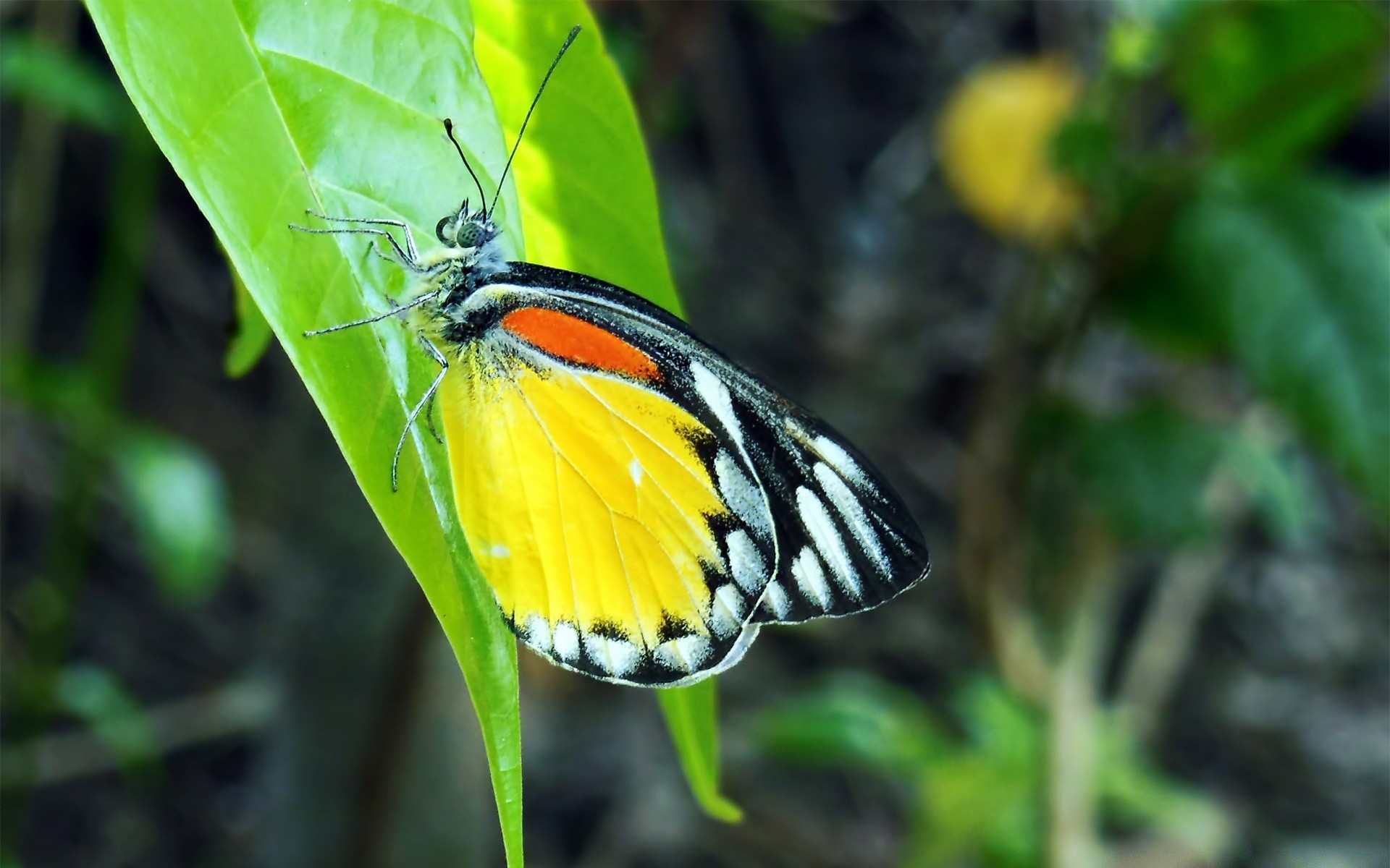 insects nature butterfly insect outdoors summer wildlife wing leaf garden animal flora little wild color tropical bright biology close-up invertebrate