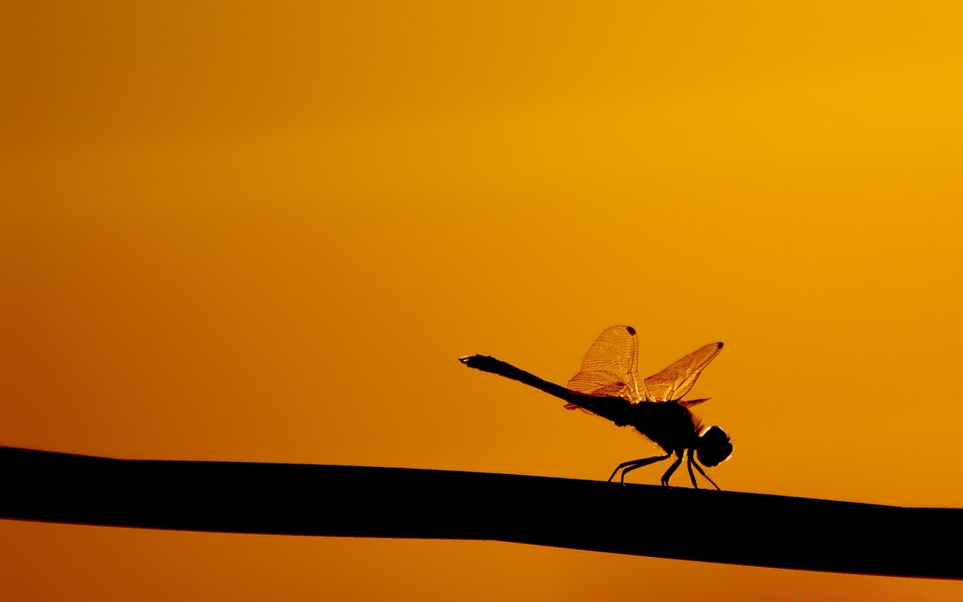 insetos pôr do sol silhueta luz de fundo voo inseto amanhecer sol pássaro céu voar noite asa natureza luz vida selvagem