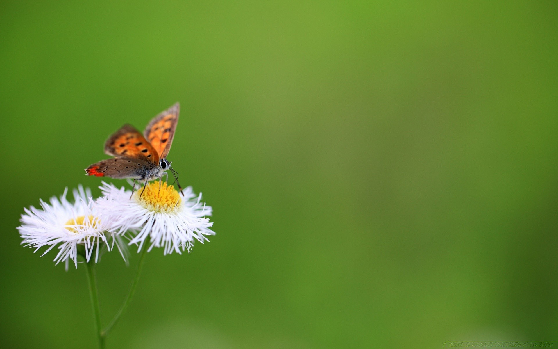 insetti farfalla natura insetto estate fauna selvatica foglia luminoso erba all aperto poco flora sfocatura giardino animale