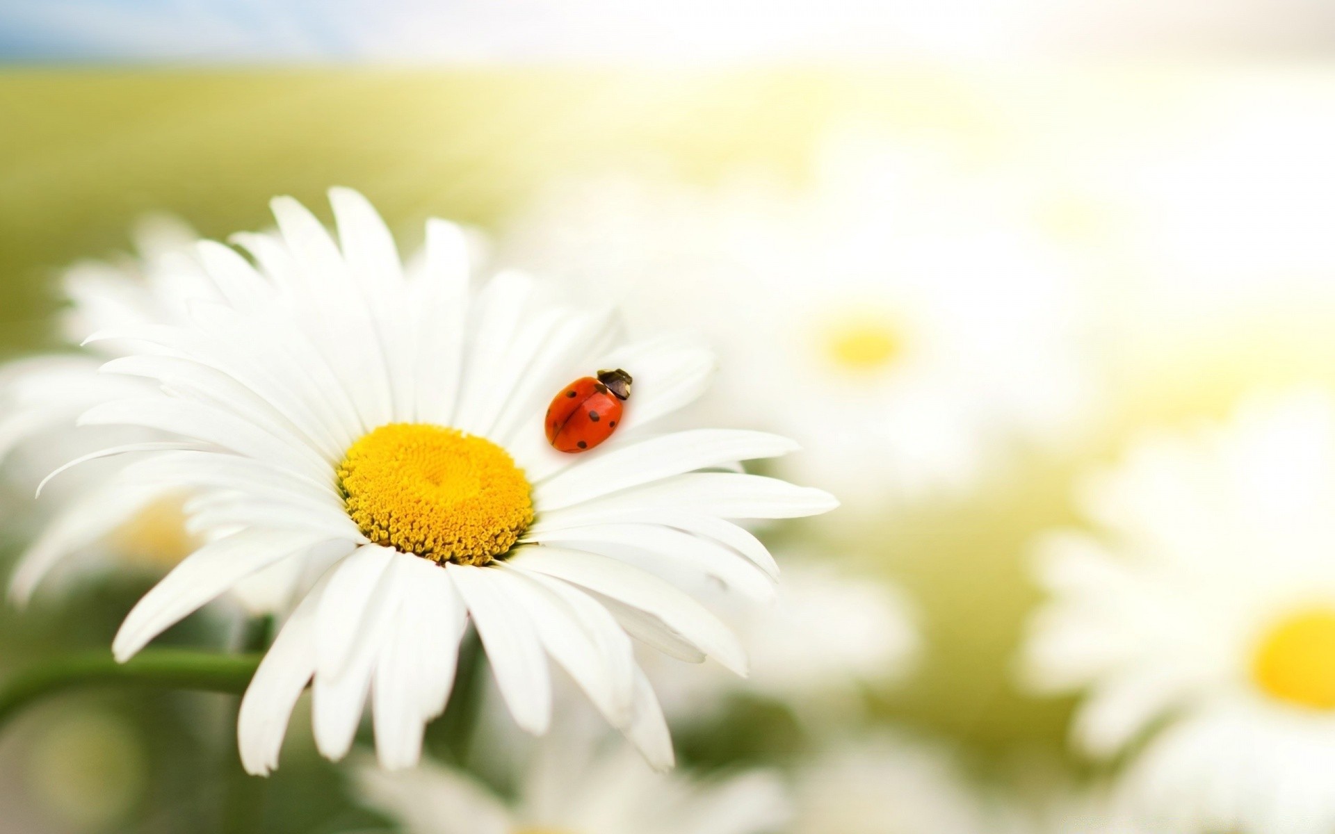 böcekler doğa çiçek papatyalar yaz flora bahçe büyüme parlak yaprak yakın çekim güzel hava alan renk taçyaprağı sezon güneş açık havada saman otu güzel