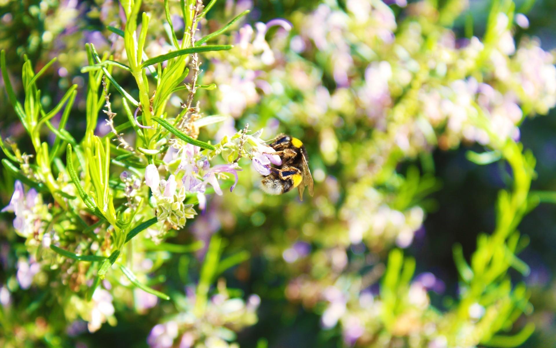 insectos naturaleza flor flora jardín verano hoja crecimiento primer plano buen tiempo al aire libre hierba color salvaje medio ambiente campo floración abeja sol