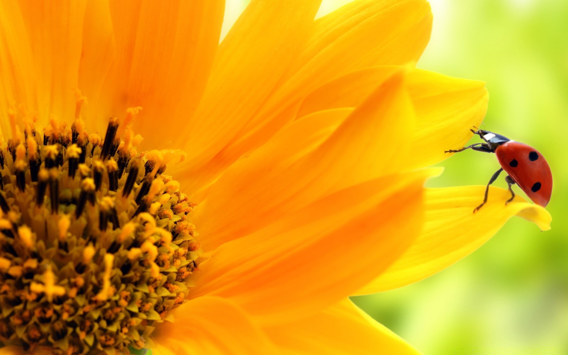 insekten insekt natur marienkäfer blume sommer käfer flora pollen gutes wetter im freien blatt sonnenblume wachstum biologie biene