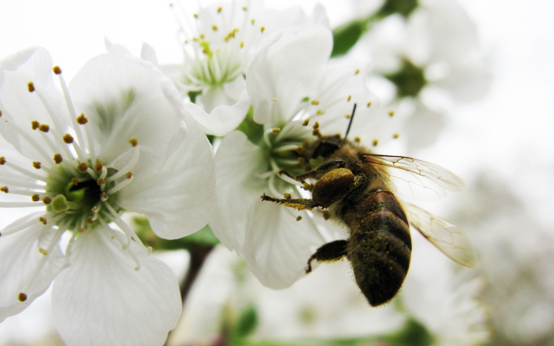 böcekler çiçek doğa arı flora bahçe polen böcek petal çiçeklenme yaz yaprak ağaç tozlaşma dostum kiraz çiçek bal yakın çekim açık havada