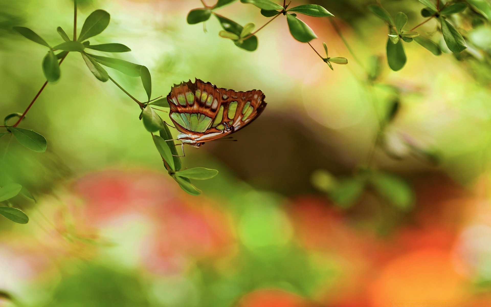 butterfly nature leaf flora garden summer color close-up branch tree food fruit outdoors beautiful flower blur bright environment growth desktop