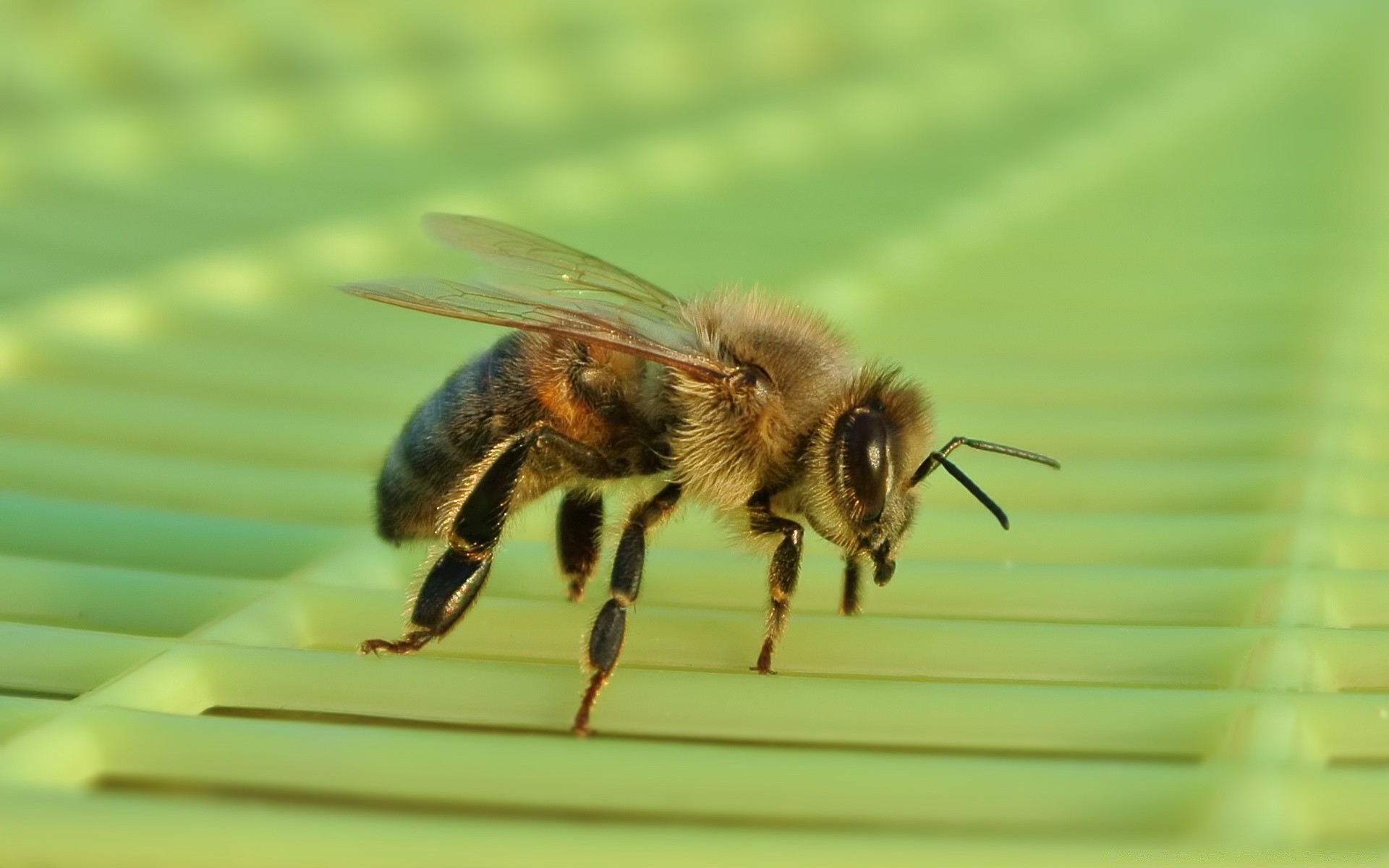 insetos inseto natureza abelha animal vida selvagem mel ao ar livre voar