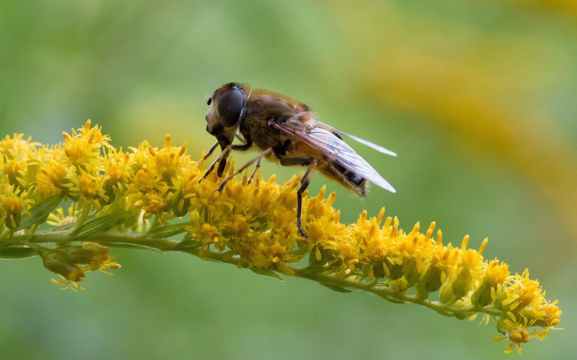 insekten natur insekt biene blatt flora blume wild im freien sommer wenig