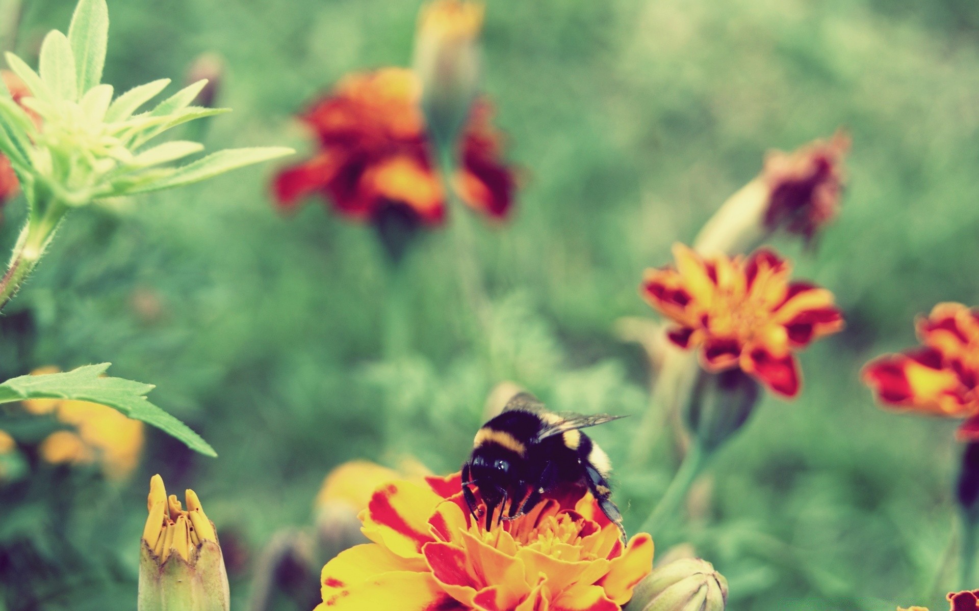 insekten blume natur sommer garten flora im freien blatt insekt hell blumen blütenblatt pollen biene farbe blühen wachstum gutes wetter