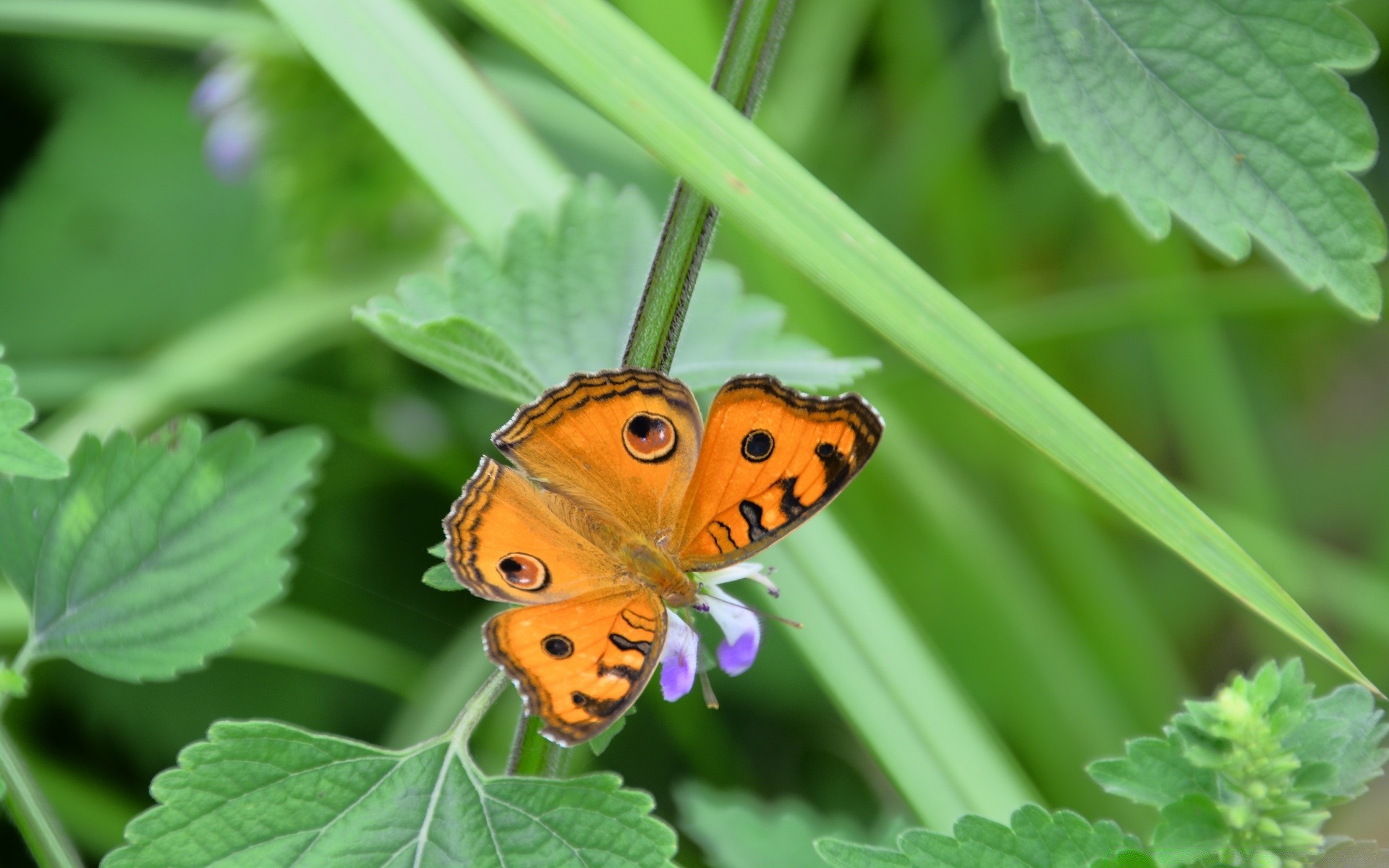 owady natura lato liść flora owad motyl na zewnątrz ogród jasny dziki zwierzę trawa