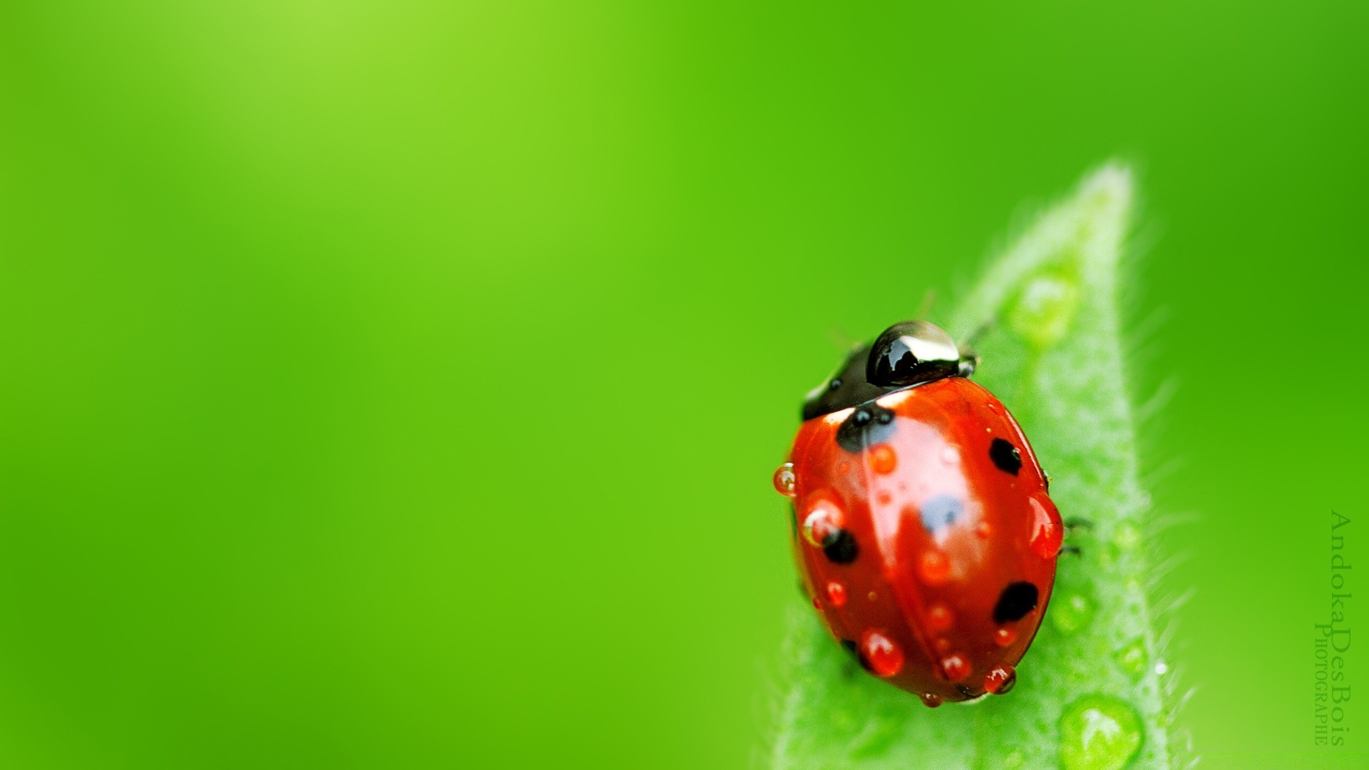 insects ladybug nature beetle insect biology leaf little bright tiny summer grass purity